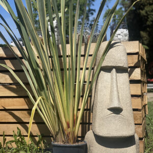 Phormium panaché 10L
