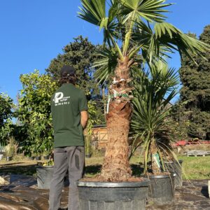 Washingtonia 1 tronc
