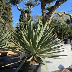 Yucca Gloriosa