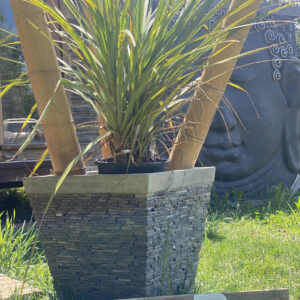 Cordyline en 10L 3troncs