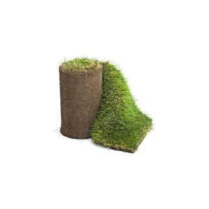 Gazon naturel en plaque